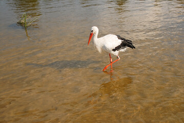 A large white stork with black wings, special red beak and long legs walks in shallow water to hunt fish. Wild birds.