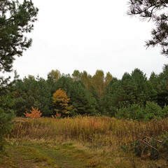 Fototapeta premium Autumn landscape in the forest.