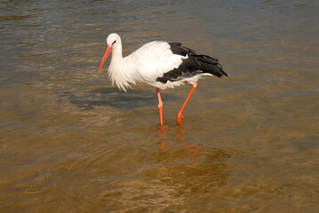 Close-up, portrait of a large white stork standing on one leg in shallow water. Wild birds in the natural environment.