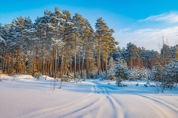 Pine trees covered with snow on frosty evening. Beautiful winter panorama - 489028277