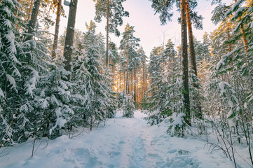 Pine trees covered with snow on frosty evening. Beautiful winter panorama - 489028278