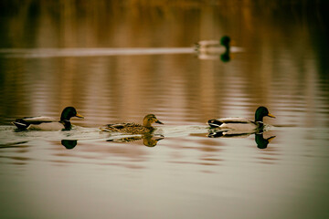 Wild duck mallard swims in the water surface with reflections at sunset, beauty in the wild life