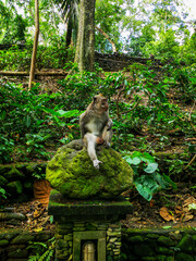 Monkeys in Monkey forest, Bali, Indonesia