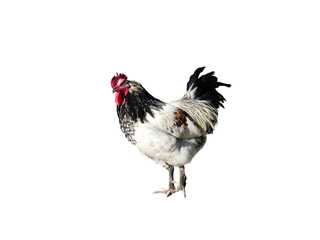 Hahn freigestellt ohne Schatten