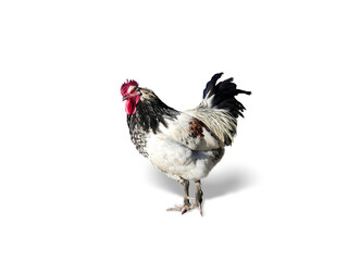 Hahn freigestellt mit Schatten