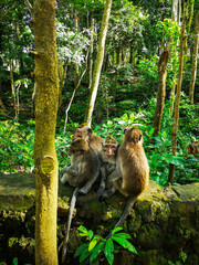 Monkeys in Monkey forest, Bali, Indonesia
