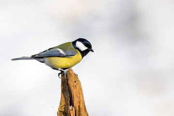 Obraz na płótnie Canvas Cute little bird. Great tit. Winter nature background. 