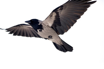 Flying bird. Hooded Crow (Corvus cornix). White nature background. 