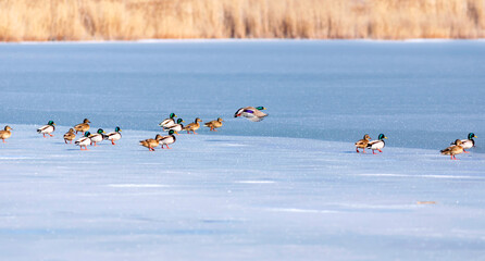 Frozen lake and birds. White blue nature background. Birds; Mallard, Eurasian Wigeon and Eurasian...