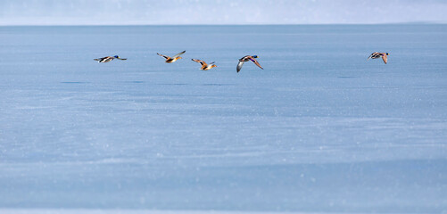 Frozen lake and birds. White blue nature background. Birds; Mallard, Eurasian Wigeon and Eurasian...
