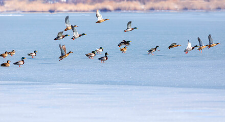 Frozen lake and birds. White blue nature background. Birds; Mallard, Eurasian Wigeon and Eurasian...