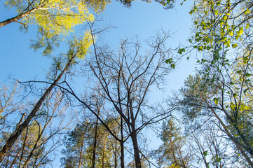 Upward view of trees in a forest with fresh green foliage, sunbeams and clear blue skies in spring. Soft selective focus