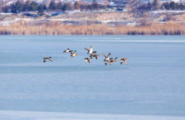 Frozen lake and birds. White blue nature background. Birds; Mallard, Eurasian Wigeon and Eurasian Teal. 