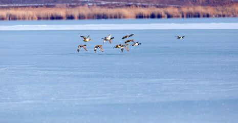 Frozen lake and birds. White blue nature background. Birds; Mallard, Eurasian Wigeon and Eurasian...