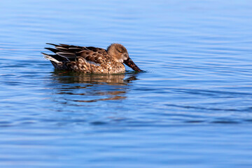 Winter nature. Lake and birds. Blue nature background. Duck; Northern Shoveler. (Spatula clypeata)