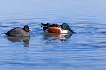 Swimming duck. Blue water background. Duck; Northern Shoveler. (Spatula clypeata)