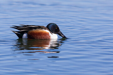 Fototapeta premium Swimming duck. Blue water background. Duck; Northern Shoveler. (Spatula clypeata)
