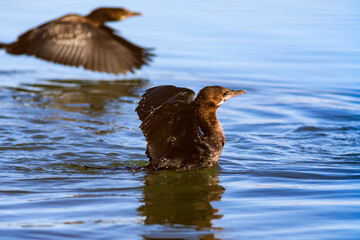 Pygmy Cormorant. (Microcarbo pygmaeus). Blue water background. 