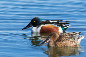 Swimming duck. Blue water background. Duck; Northern Shoveler. (Spatula clypeata)
