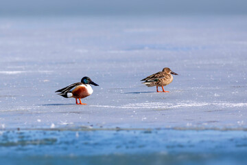 Swimming duck. Blue water background. Duck; Northern Shoveler. (Spatula clypeata)