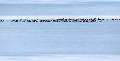 Frozen lake view and birds. White blue nature background. Ducks; Eurasian Teal, Mallard, Eurasian...