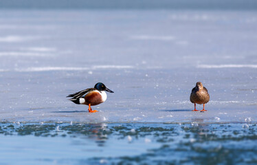 Swimming duck. Blue water background. Duck; Northern Shoveler. (Spatula clypeata)