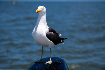 a seagull watching and waiting for food