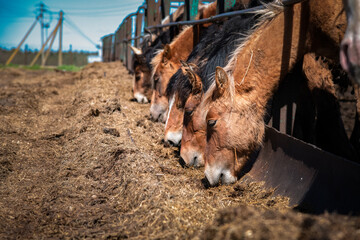 Horses on a paddock farm on a summer day.