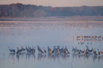 sandhill crane
