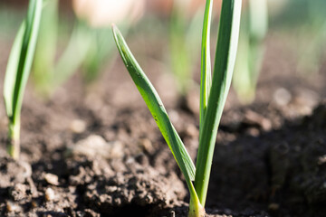 Green spring shoots of green young onion