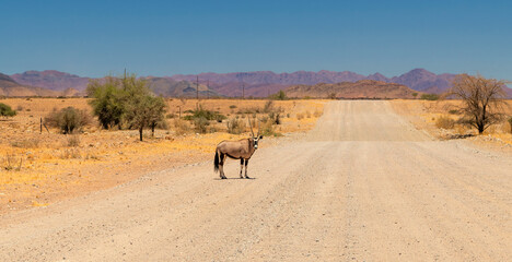 Fototapeta na wymiar single adult oryx antelope standing on a main road, Sossusvlei, Namibia