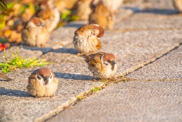 可愛くて癒される公園にいた沢山の野生の雀