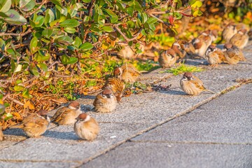 可愛くて癒される公園にいた沢山の野生の雀