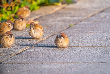 可愛くて癒される公園にいた沢山の野生の雀