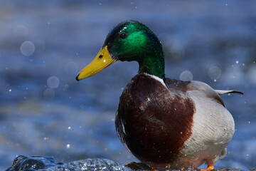 Stockenten Erpel im Frühjahr in der Spree bei der Balz