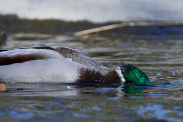 Stockenten Erpel im Frühjahr in der Spree bei der Balz