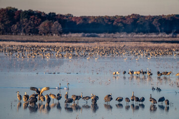 sandhill crane