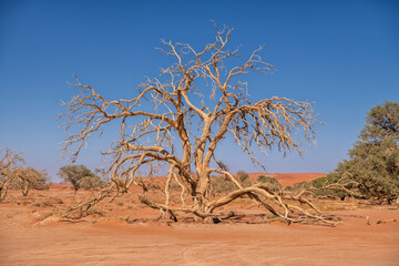 withered tree at the edge of the Sossusvlei desert, Namibia