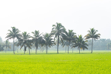 green paddy field and coconut trees in the border, from Palakkad District, the rice bowl of Kerala, India
