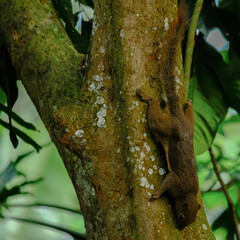 A squirrel on a tree in the forest.