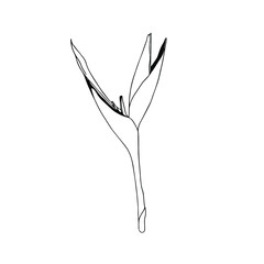 Outline Strelitzia royal. Flower bird of Paradise. Element for coloring book. Official flower of Los Angeles. Doodle and lineart element.