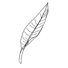 Outline Strelitzia royal leaves. Leaves bird of Paradise. Element for coloring book. The official flower of Los Angeles. Doodle and lineart element.