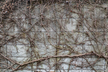 古い壁に絡みついた沢山の木の根