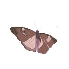 butterfly isolated on white