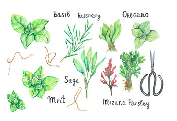 Watercolor herbs. Watercolor herbal illustration. Green herbs. Basil, mint, rosemary, sage, mizuna, parsley, oregano. Healthy food illustration. Health and care. Green plants for logo, menu, recipe