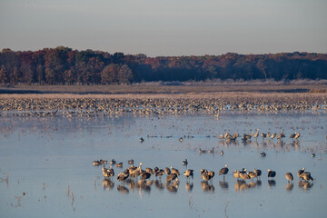 sandhill crane