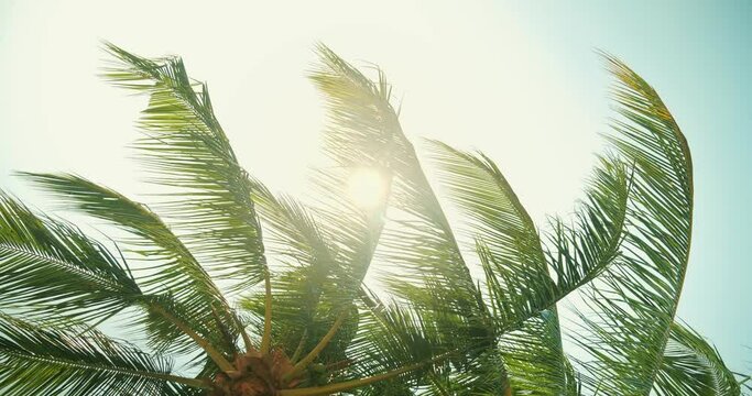 Tropical coconut palm leaf swaying in the wind with sun light, Summer background, slow motion.