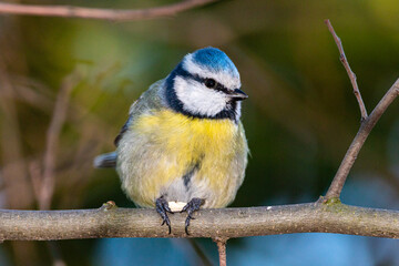 Eurasian Blue Tit perched on a tree branch
