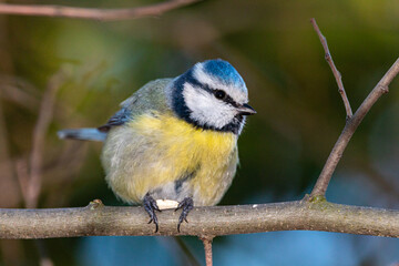Eurasian Blue Tit perched on a tree branch