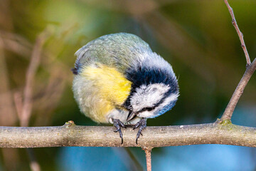 Eurasian Blue Tit perched on a tree branch